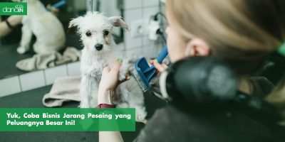 Danain-bisinis_jarang_pesaing-gambar pebisnis grooming hewan