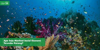 danain-Manfaat sosial ekonomi terumbu karang-gambar terumbu karang